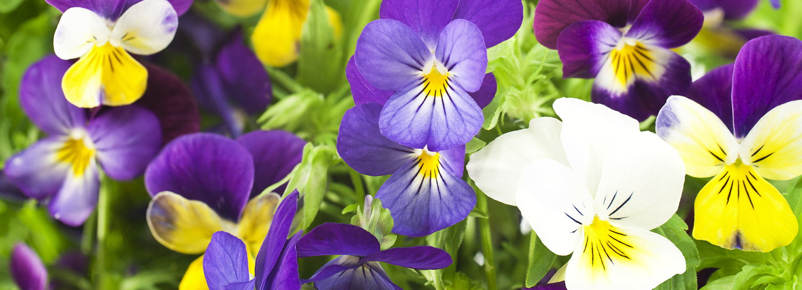 Spring Features | Oakshade Nursery & Landscaping Services | South ...