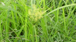 Nutsedge & Other Grassy Weeds 