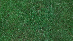 grass kentucky bluegrass types jersey found sun identification nj oakshade rhizome perennial south popular lawns